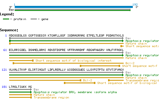 WWOX Structure and Sequence
