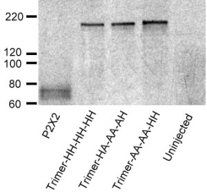 Western blot analysis indicated that concatamerized trimers remain intact. Total protein from oocytes injected with RNA for wild type P2X2 monomer, or trimer HH-HH-HH, HA-AA-AH, and AA-AA-HH was separated by SDS-PAGE under reducing conditions on a 4–12% gradient gel along with protein from uninjected oocytes. DOI 10.1074/jbc.M504545200.