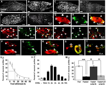 CCK regulates expression of Y2R in vagal afferent neurons. The Journal of Neuroscience, November 5, 2008, 28(45):11583-11592; doi:10.1523/JNEUROSCI.2493-08.2008
