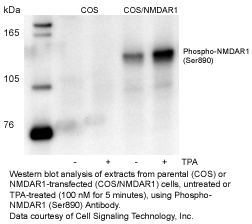 phospho-NMDA  Receptor 1 (Ser890)