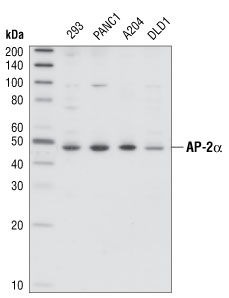 Western blot analysis of extracts from various cell lines