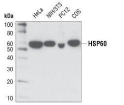 Western blot analysis of extracts from various cell types using HSP60 (D307) Antibody.