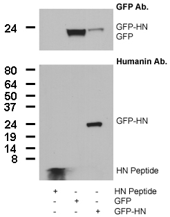 We currently have tested the antibody by Western blotting against the human HN peptide and cell lysates of 293T cells transfected with a GFP tagged HN.
