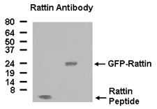 Western blot performed from 100 ng of synthetic Rattin peptide and from 50 mg of total lysates of 293 T cells transfected with plasmids encoding GFP-Rattin