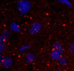 NPFF1 staining of rat brain