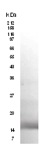 WB of mRELM alpha from media of transfected 293T cells