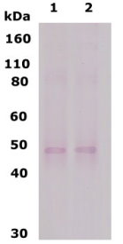 Western blot analysis with DOR at a dilution of 1:500. Lane 1: 10 ug of human brain lysate and Lane 2: 10 ug rat brain lysate