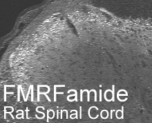 FMRFamide