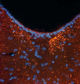 Immunohistochemical detection of Leu-Enkephalin in rat ventral periaqueductal grey matter (PAG). Brain was fixed with 4% formaldehyde and cut into 10 μm thick cryostat sections. Tissue was incubated with rabbit polyclonal antibody to Leu-Enkephalin at 10 μg/mL overnight at 4°C followed by incubation with Donkey anti-rabbit Rhodamine Red (pseudo-coloured yellow) conjugated secondary antibodies at 1:200. Tissue was counterstained with DAPI (blue color) to visualize cell nuclei.