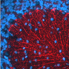 Immunohistochemical detection of BACE-1 in mouse cerebellum. Mouse brain was fixed with 4% formaldehyde and cut into 10 μm thick cryostat sections. Tissue was incubated with rabbit polyclonal antibody to BACE-1 at 10 μg/mL overnight at 4°C followed by incubation with Donkey anti-rabbit Rhodamine Red conjugated secondary antibodies at 1:200 dilution. Nuclei were counterstained with DAPI (blue)