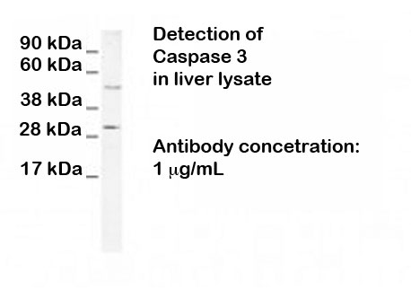 Western blot analysis using RA21012