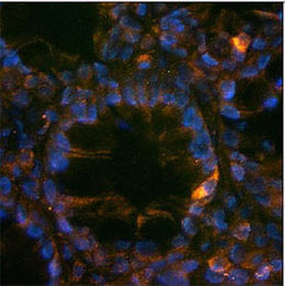 Immunohistochemical staining of Gastrin in G cells in rat gastric glands. Tissue was fixed with 4% formaldehyde and cut into 10 μm thick cryostat sections, and incubated with rabbit polyclonal antibody to Gastrin at 15 μg/mL overnight at 4°C followed by incubation with Donkey anti-rabbit Rhodamine Red conjugated secondary antibodies at 1:200. DAPI (blue color) was used to counterstain cell nuclei.
