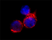 Immunohistochemical detection of TNFRSF1A in human monocytes. Cells were fixed with 1% formaldehyde incubated with rabbit polyclonal antibody to TNFRSF1A at 5 μg/mL overnight at 4°C followed by incubation with Donkey anti-rabbit Rhodamine Red conjugated secondary antibodies at 1:200 dilution. Nuclei were counterstained with DAPI (blue).