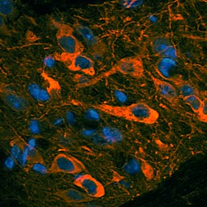 Immunohistochemical detection of Tyrosine Hydroxylase in rat brain Substantia Nigra. Brain was fixed with 4% formaldehyde and cut into 10 μm thick cryostat sections. Tissue was incubated with rabbit polyclonal antibody to Tyrosine Hydroxylase at 2 μg/mL overnight at 4°C followed by incubation with Donkey anti-rabbit Rhodamine Red conjugated secondary antibodies at 1:200. Neuronal nuclei were counterstained with DAPI (blue)