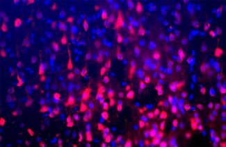 FOX3 (red) staining of paraformaldehyde fixed frozen section of adult rat cortex. Counterstained for DNA in blue.