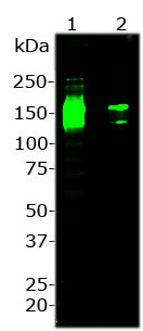 Western blot analysis of RA22126 Blot of 100 ng (lane1) and 10 ng (lane2) of full length Cas9 protein from Streptococcus pyogenes was probed with RA22126 at 1:2,000 dilution. This antibody recognizes full length Cas9 protein at 160 kDa and a proteolytic fragment at 130 kDa.