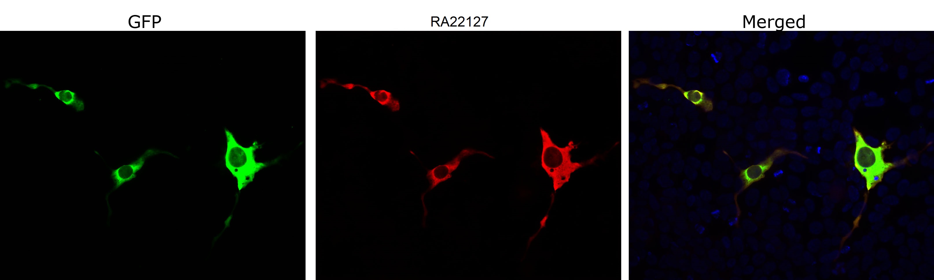 Transfected HEK293 cells overexpressing a RA22127 fusion protein were stained with RA22127. Cells which are transfected with GFP-Cas9 are bright green (left panel). Staining with RA22127 is shown in red in middle panel. In merged image (right panel), most HEK293 cells are not transfected so only the nucleus of these cells can be visualized with a blue DNA stain. Red antibody staining is only seen in cells which express GFP, as expected, and the superimposition of green and red results in an orange signal.