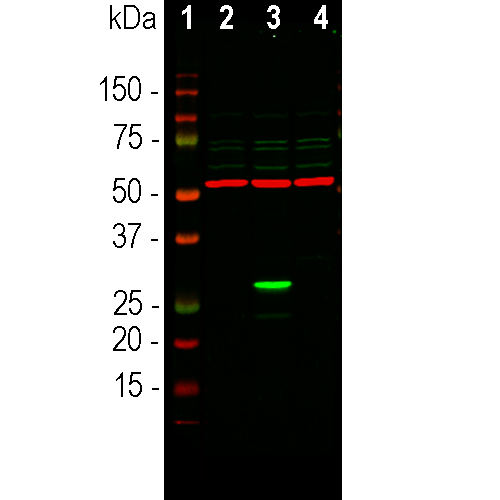 Western blot analysis of lysates of transfected HEK293 using rabbit pAb to GFP (in green), dilution 1:2,000. [1] protein standard, [2] non-transfected control cells, [3] cells transfected with a GFP construct, and [4] cells transfected with mCherry construct.
