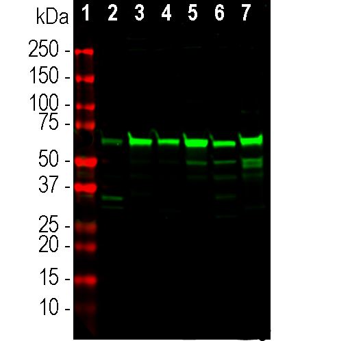 Western blot analysis of different cell lines lysates probed with rabbit pAb to annexin A6, RA22143, dilution 1:10,000 in green: [1] protein standard (red), [2] mouse NIH-3T3, [3] rat C6, [4] human HeLa, [5] human HEK293, [6] dog A72, [7] equine NBL6 and [8] African green monkey COS1 cells. The strong band at about 68kDa corresponds to the annexin A6 protein.