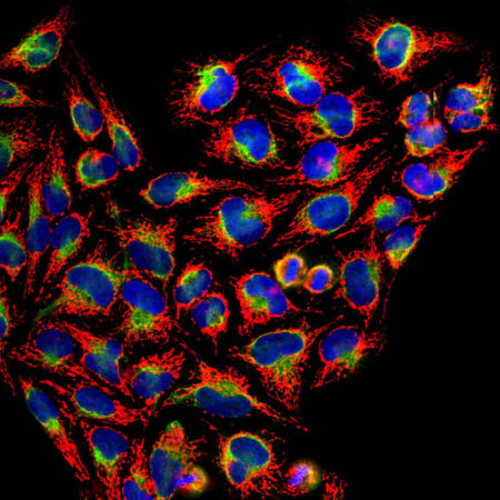 Confocal immunofluorescent analysis of HeLa cells stained with rabbit pAb to HSP60, RA22149, dilution 1:1,000, in red, and costained with chicken pAb to vimentin in green. The blue is DAPI staining of nuclear DNA. The HSP60 antibody gives strong and specific staining of mitochondria while the vimentin antibody reveals cytoplasmic intermediate filaments.