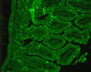 Rat tissue paraffin embedded.