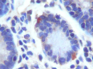 Immunohistochemical analysis of human small intestine using GPR49