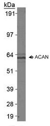 Western blot analysis of ACAN in L929 whole cell extracts.