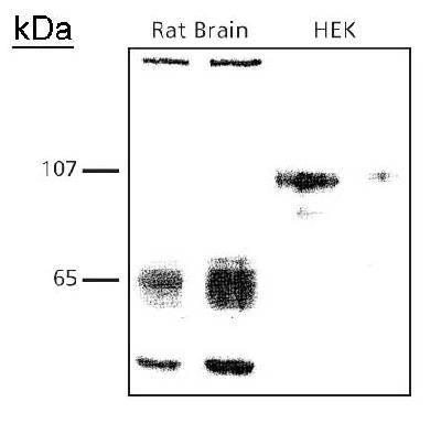 SynCAM Western Blotting in rat brain and HEK cell lysates showing different glycosylation patterns. Brain fractions give banding patterns of a core glycosylation population around 50kDa and a slightly higher glycosylated population around 65 kDa. The heterologous HEK cell lysates give a single, fully glycosylated, band around 107kDa.