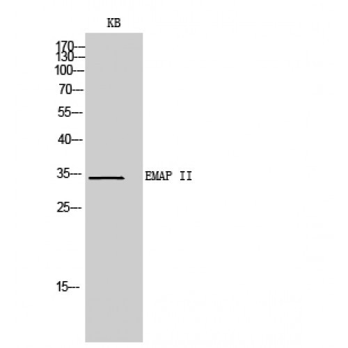 EMAP II