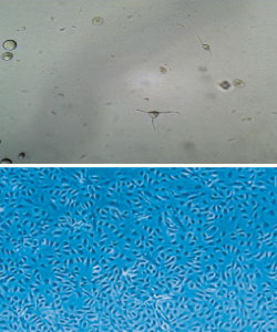 HUVEC Cells cultured in negative control surface Type I Bovine Collagen coated Plate.