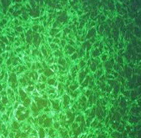 GFP Expressing Human Gastric Carcinoma N87 Cells